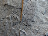 Dicranograptus